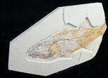 Bargain Mioplosus Fossil Fish #10516-2